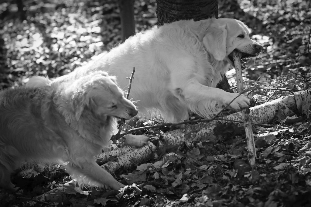Kommunikation im Wald mit Hund*innen oder so Teil 3